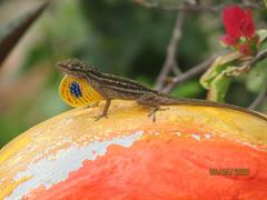 Anolis wellbornae