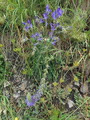 Campanula spicata
