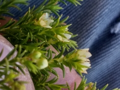 Diosma tenella