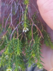 Diosma tenella
