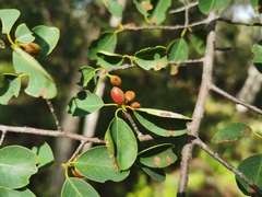 Erythroxylum guatemalense