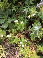Stellaria littoralis