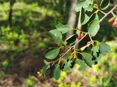 Erythroxylum guatemalense
