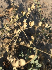 Astragalus preussii