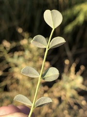 Astragalus preussii