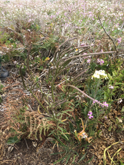 Erysimum concinnum