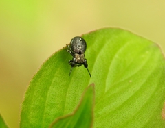 Harmochirus exaggeratus