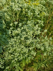 Eupatorium altissimum
