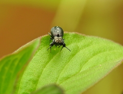 Harmochirus exaggeratus