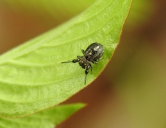 Harmochirus exaggeratus