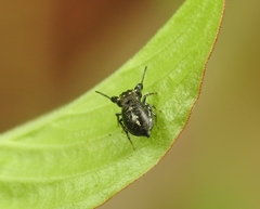Harmochirus exaggeratus