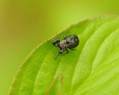 Harmochirus exaggeratus