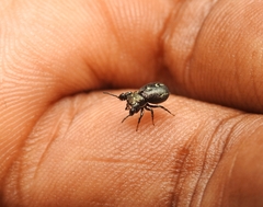 Harmochirus exaggeratus