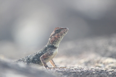 Psammophilus dorsalis