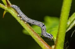 Bastilla joviana