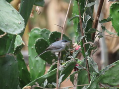Polioptila nigriceps