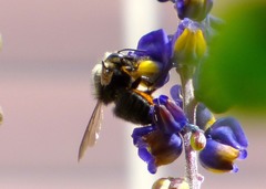 Megachile amparo