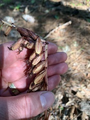 Corallorhiza striata