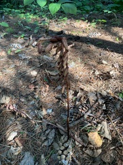 Corallorhiza striata