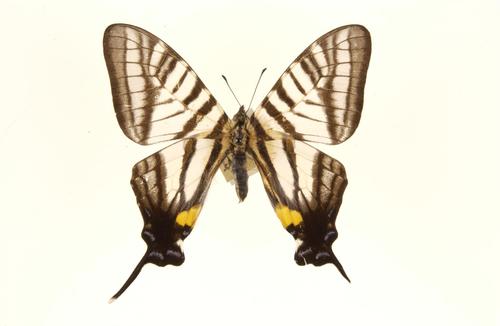 Graphium mullah