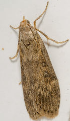 Lamoria anella