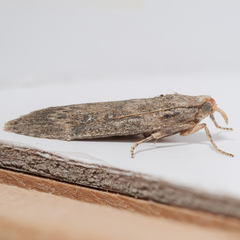 Lamoria anella