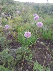 Allium senescens