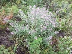 Saussurea salicifolia