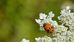Hippodamia glacialis