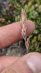 Poa secunda secunda
