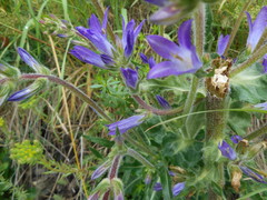 Campanula spicata