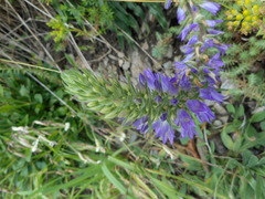 Campanula spicata
