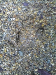Tapirus terrestris