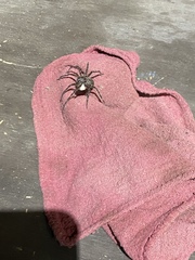 Dolomedes scriptus