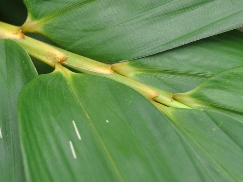common bamboo