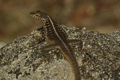 Tropidurus semitaeniatus