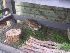 Coturnix