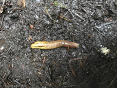 Prophysaon foliolatum