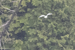 Larus brachyrhynchus