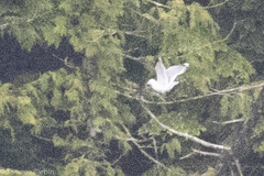 Larus brachyrhynchus