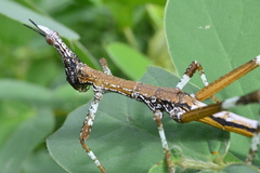 Stiphra robusta