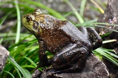 Lithobates catesbeianus
