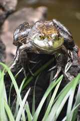 Lithobates catesbeianus