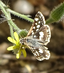 Spialia