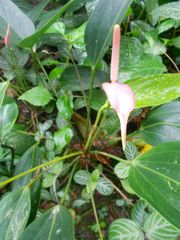 Anthurium amnicola