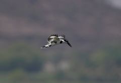 Ceryle rudis leucomelanurus