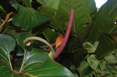 Anthurium brownii