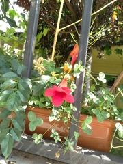 Magnoliopsida