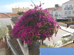 Bougainvillea