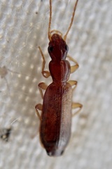 Paradromius
